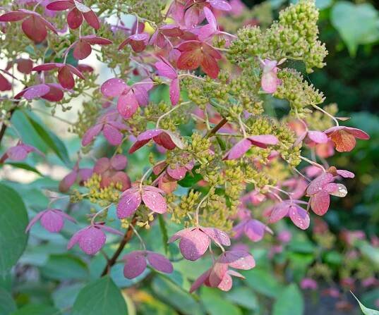 pink panicle hydrangea flower in bloom
