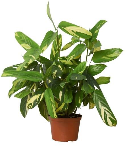 Ctenanthe Bamburanta Plant for Sale | | Houseplant Sale | Forget Me Not Flower Market