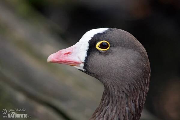 Husa malá | Naturfoto.cz