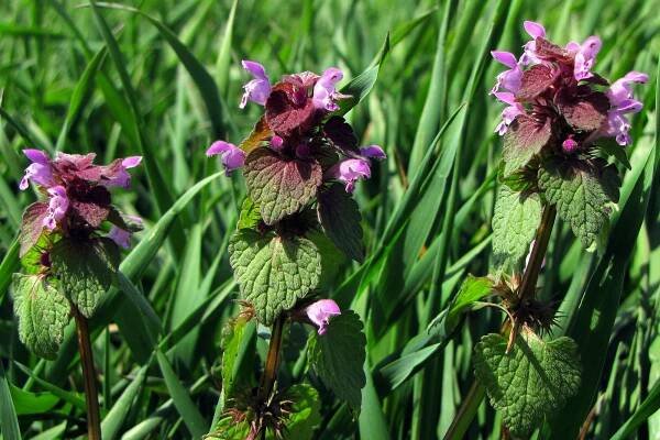 Hluchavka nachová (Lamium purpureum)