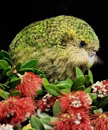 Kakapo Conservancy