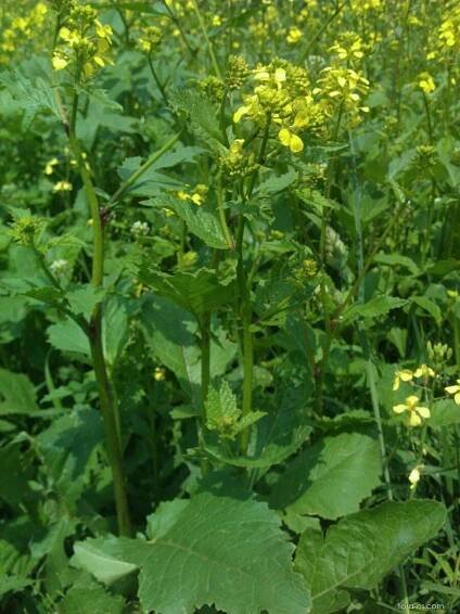 Brukev sítinovitá (Brassica juncea)