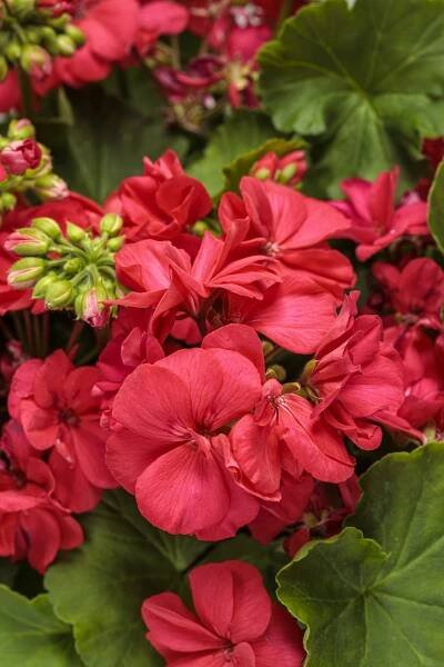 Boldly® Coral - Geranium - Pelargonium interspecific | Proven Winners