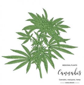 Cannabis sativa nebo Cannabis Indica. Marihuanky a semena. Lékařské a kosmetické byliny. Botanická vektorová ilustrace. — Ilustrace