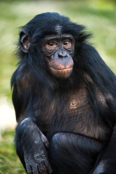 Bonobo Chimp royalty free stock images