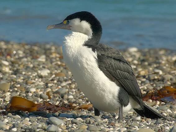 Cormorant