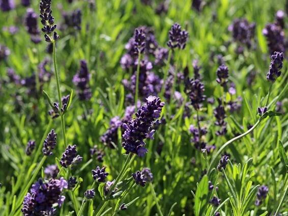 Levandule ELEGANCE PURPLE