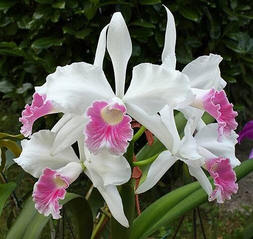 Cattleya purpurata f. carnea