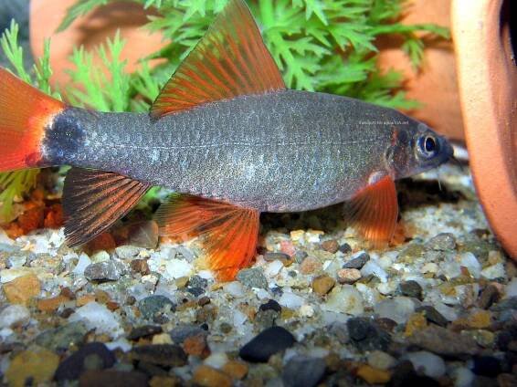 Caring for Rainbow Sharks: Tank Setup, Behavior, and Maintenance Guide