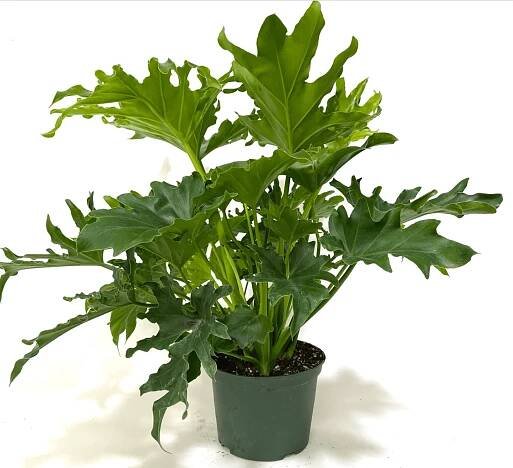 split leaf philodendron