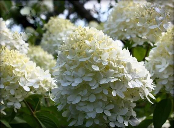 HORTENZIE KYTICE PANFLORA