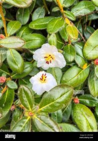 Rhododendron leucaspis is small shrub, to 1 m; young shoots densely covered with straight bristles. Leaves 3-4.5 x 1.8-2.2 cm, broadly elliptic, apex Stock Photo