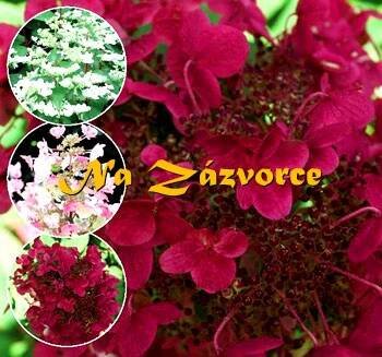 Hortenzie ́Wim ́s Red® ́ (Hydrangea paniculata ́Wim ́s Red ́ )