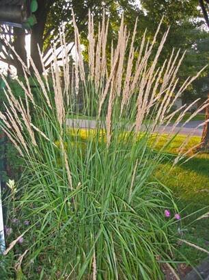Karl Foerster - Feather Reed Grass - Calamagrostis acutiflora