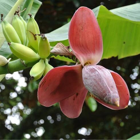Banánovník Dwarf Cavendish – Musa Acuminata – prodej semen banánovníku