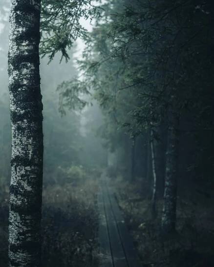 Vinterskog, Deep Tones Forest Recipe – Film Recipes for Fujifilm Cameras