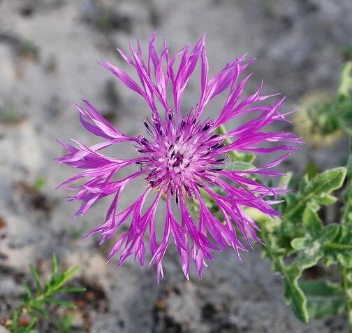 Centaurea sphaerocephala - Wikipedia