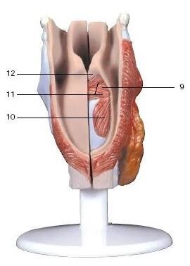 Model lidského hrtanu - 2 části - larynx - modely lidské dýchací soustavy