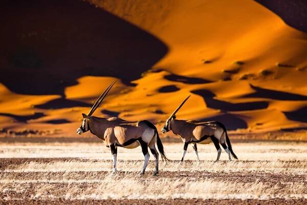 Namibia ▲ Safari zw. Sossusvlei und Etosha