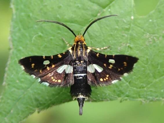 Thyris usitata