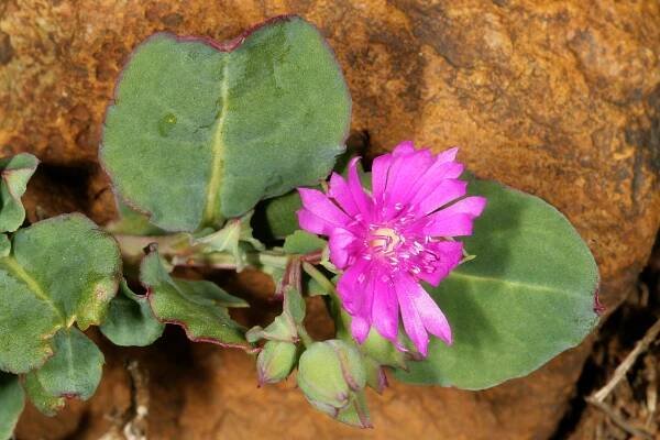Lophiocarpaceae