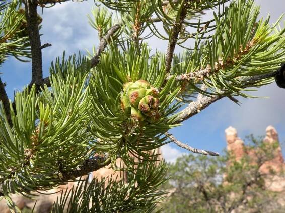 Piñon Pine