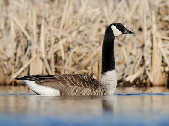  - Canada Goose
