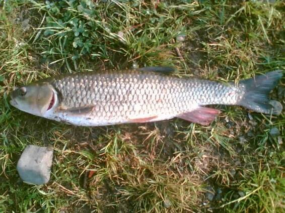 Jelec tloušť, 49.5 cm