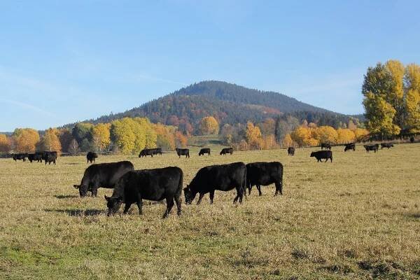 Podle ekozemědělců stát příliš podporuje průmyslové zemědělství - Naše voda