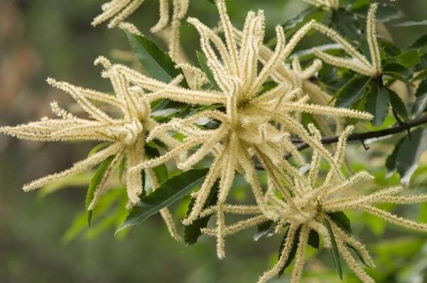 bukovité: Fagaceae – čeleď dvouděložných rostlin z řádu bukokvětých
