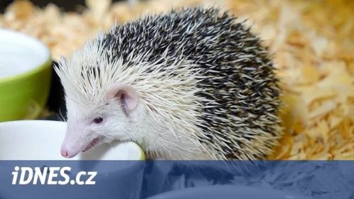 Pygmy ježek je trpasličí mazlík pro dospělé, kterého v přírodě nenajdete - iDNES.cz