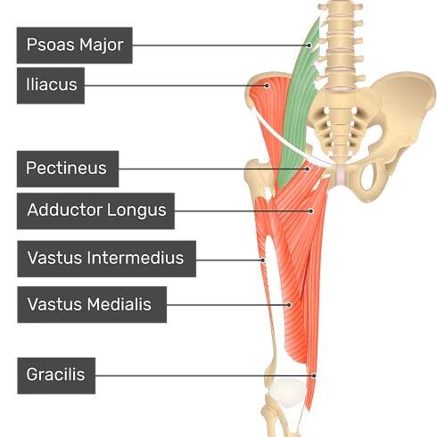 The anterior view of the thigh, pelvis and lower section of the vertebral column. The visible labelled muscles include Gracilis, Vastus Intermedius, Vastus Medialis, Adductors Longus, Pectineus, Iliacus and Psoas Major (highlighted in green).
