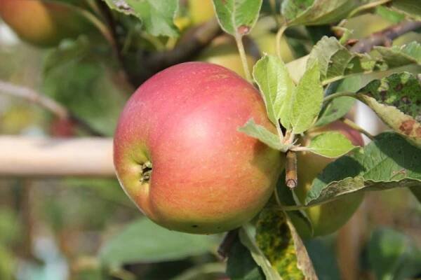 8116-Malus domestica idared (2)-_big