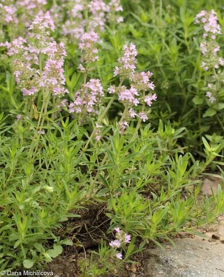 Thymus pannonicus – mateřídouška panonská • Pladias: Databáze české flóry a vegetace