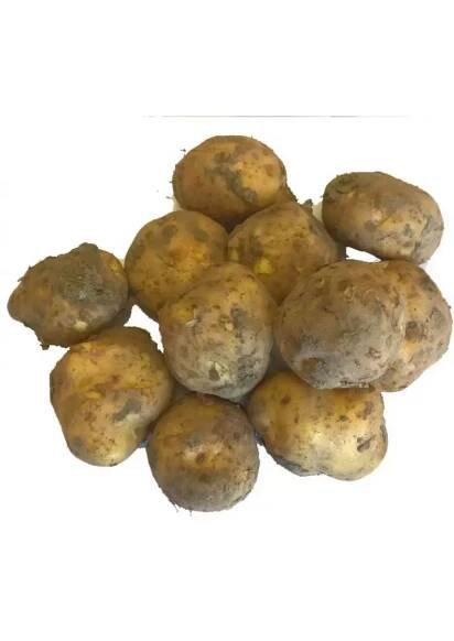 Brambory rané 1kg | Fikko Market