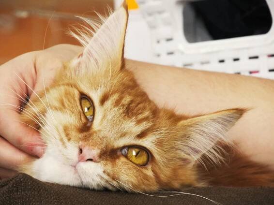 El misterio de los gatos naranjas