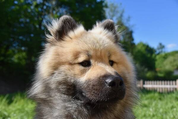 Pes, Pes Eurasier, Pes Plemene, Zvíře