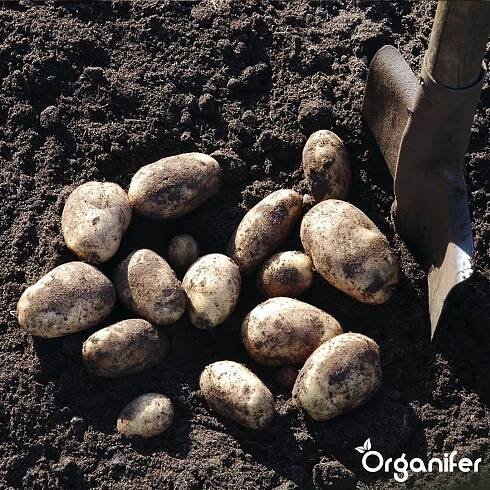 Sadbové brambory Agria 28/35 (20 kg) - Organifer