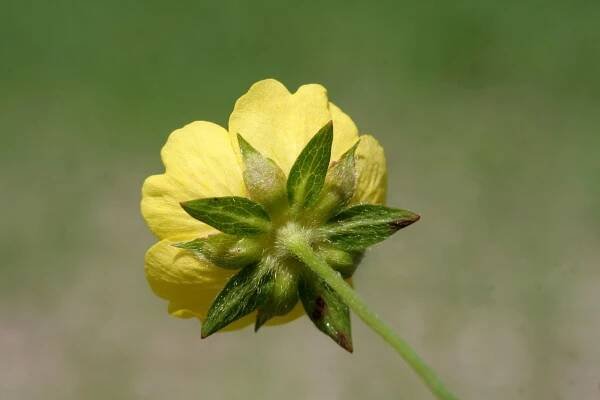 Soubor:Potentilla reptans ENBLA03.jpg – Wikipedie