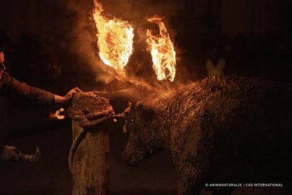 Activist Video Shows Burning Bull at ‘Fire Bull’ Festival (Toro Júbilo)