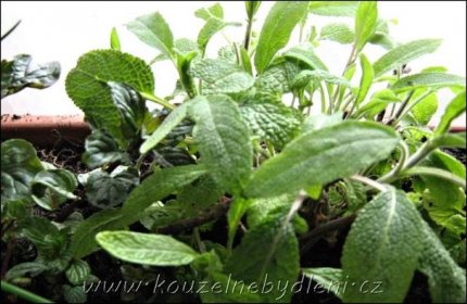 Bylinky pro pěstování v truhlíku - Kouzelné Bydlení zelené koření