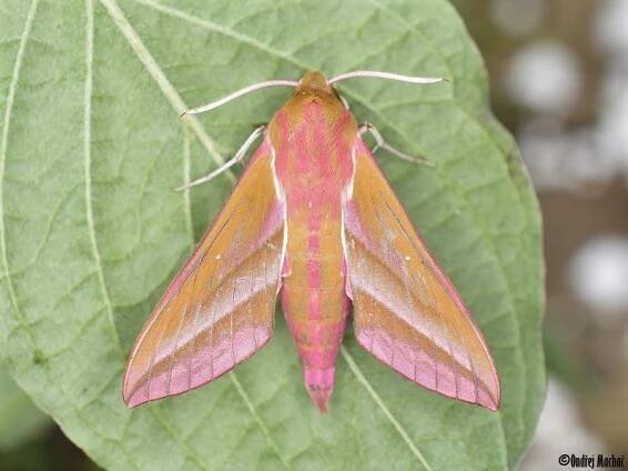 Deilephila elpenor - lišaj vrbkový | Sphingidae - lišajovití | Natura Bohemica