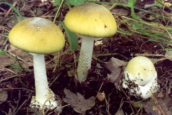 Amanita phalloides (muchomůrka zelená) | BioLib.cz