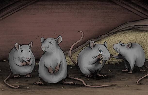 ILLUSTRATIONS – Anthony Richichi