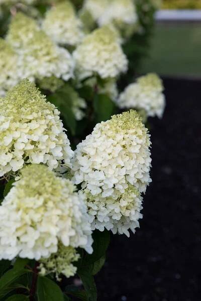 Hydrangea paniculata Living Sugar Rush EU-S – Helmers Baumschulen