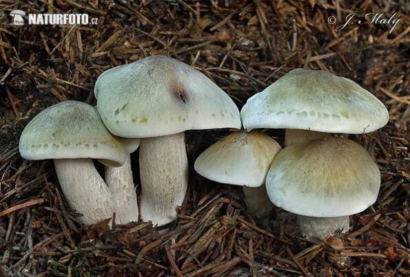 čirůvka mýdlová | Naturfoto.cz