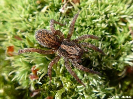 Trochosa terricola - slíďák zemní | Lycosidae - slíďákovití | Natura Bohemica