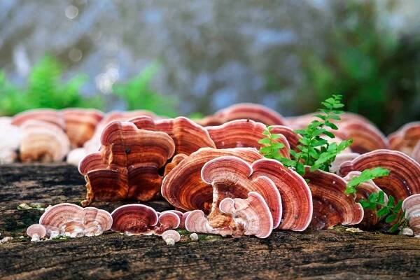 Ganoderma lucidum - REISHI (Zdroj: Shutterstock)