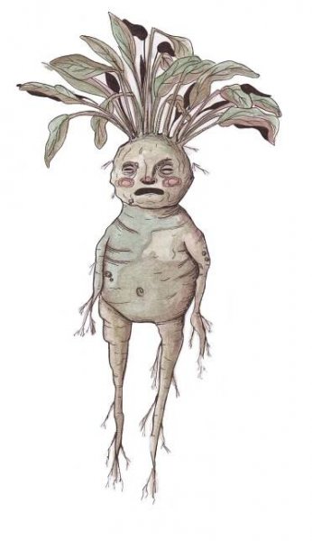Harry Potter, Alraune, Mandragora