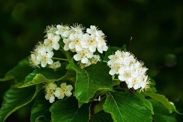 Spirea, Květinová Tapeta, Květ